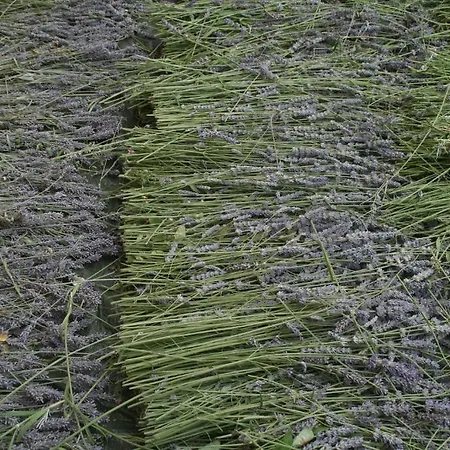 Locanda Castel De Britti سان لاتْسارو دي سافين