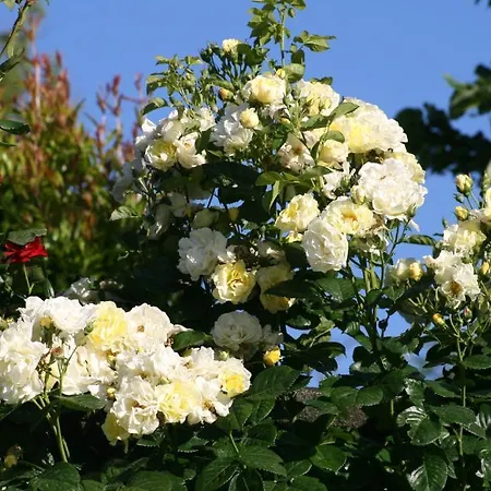 Locanda Castel De Britti