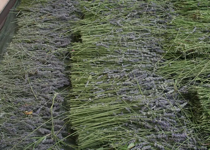 Locanda Castel De Britti Σαν Λάτζαρο ντι Σάβενα